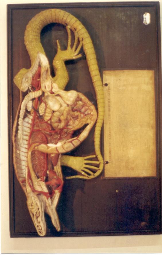Equipamento  Cientifico de aulas praticas (ANATOMIA LARGATO/ CORTE TRANSVERSAL/MODELO DE ENSINO)